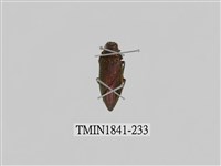 藏品(菲律賓產昆蟲)的圖片